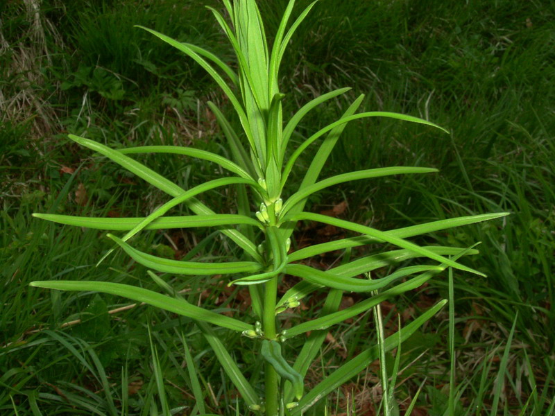 Polygonatum verticillatum / Sigillo di Salomone verticillato